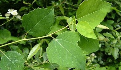 Aspen to treat chronic prostatitis