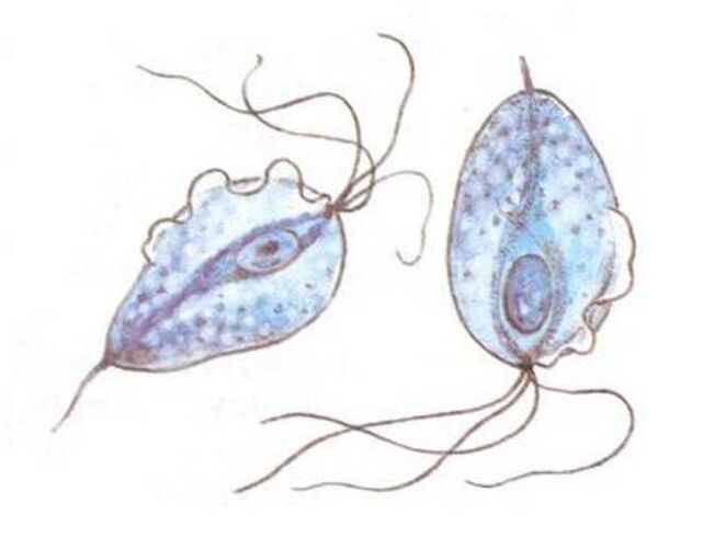 Trichomonas are the causative agents of prostatitis